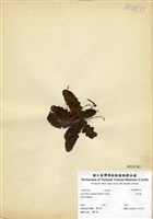 藏品(地耳蕨)的圖片